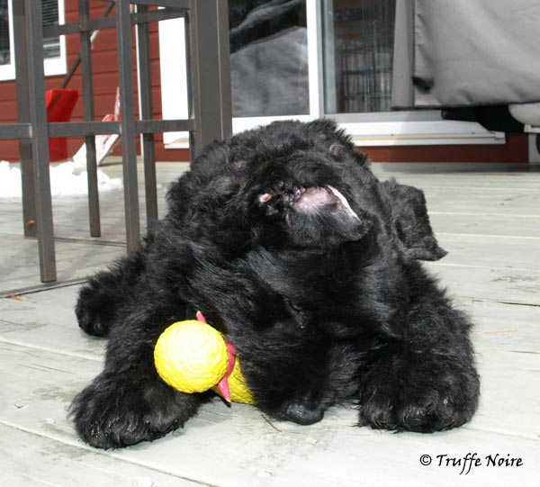 Truffe Noire Bouvier des Flandres