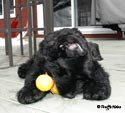 Truffe Noire Bouvier des Flandres