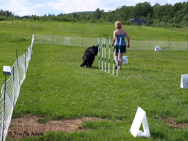 Truffe Noire Bouvier des Flandres