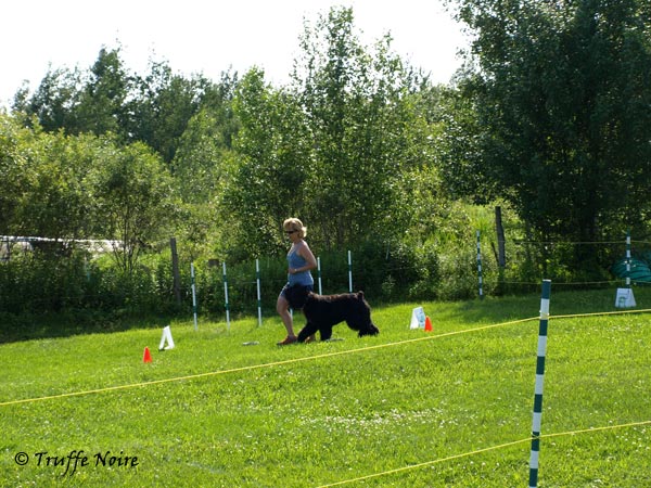 Truffe Noire Bouvier des Flandres