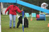 Truffe Noire Bouvier des Falandres