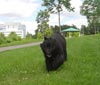 Truffe Noire Bouvier des Flandres