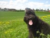 Truffe Noire Bouvier des Flandres