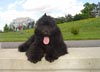 Truffe Noire Bouvier des Flandres