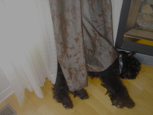 Truffe Noire Bouvier des Flandres