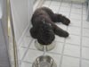 Truffe Noire Bouvier des Flandres