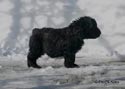 truffe Noire Bouvier