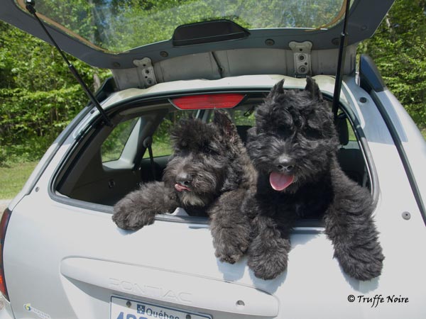 Truffe Noire Bouvier des Flandres