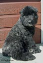 Truffe Noire Bouvier des Flandres