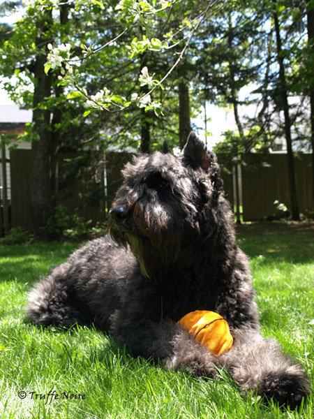 Truffe Noire Bouvier des FLandres