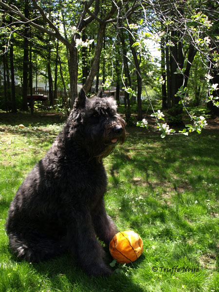 Truffe Noire Bouvier des Flandres