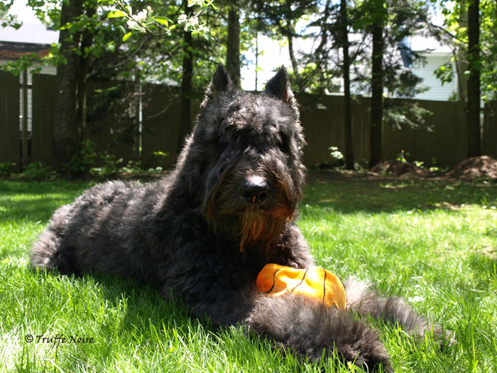 Truffe Noire Bouvier des Flandres