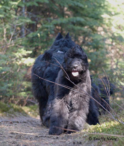 Truffe Noire Bouvier des Flandres