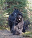 Truffe Noire Bouvier des Flandres