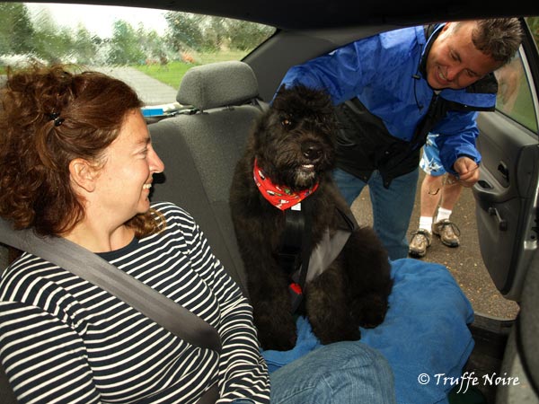Truffe Noire Bouvier des Flandres