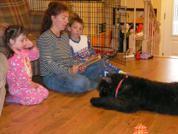 Truffe Noire Bouvier des Flandres