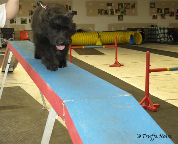 Truffe Noire Bouvier des Flandres