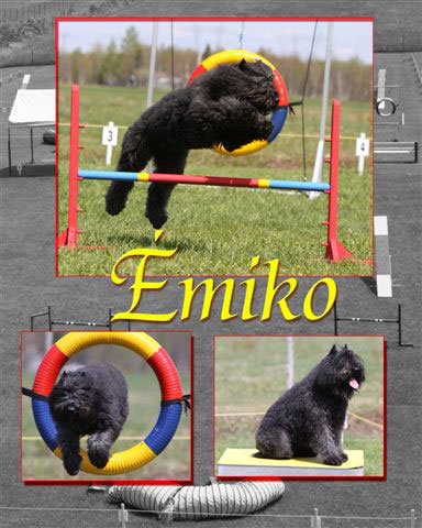 Truffe Noire Bouvier des Flandres