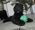 Truffe Noire Bouvier des Flandres