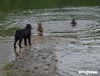 Truffenoire Bouvier des Flandres