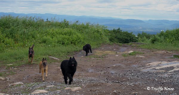 Truffe Noire Bouvier des Flandres