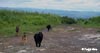 Truffenoire Bouvier des Flandres