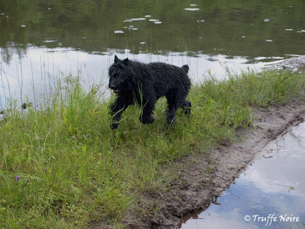 Truffe Noire Bouvier des Flandres