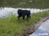 Truffe Noire Bouvier des Flandres