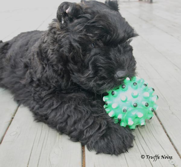 Truffe Noire Bouvier des Flandres