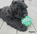 Truffe Noire Bouvier des Flandres