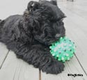 Truffe Noire Bouvier des Flandres