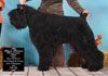 Truffe Noire Bouvier des Flandres