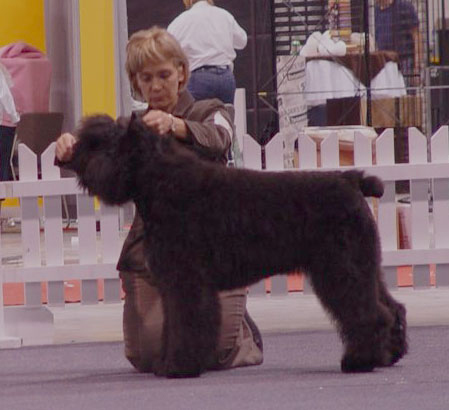 Truffe Noire Bouvier des Flandres