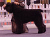 Truffe Noire Bouvier des Flandres