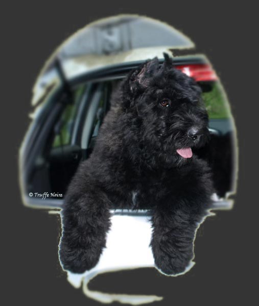 Truffe Noire Bouvier des Flandres