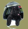 Truffe Noire Bouvier des Flandres