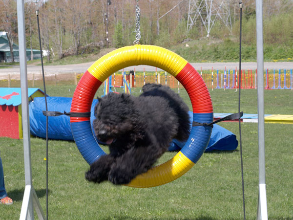 Truffe Noire Bouvier des Flandres