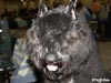 Truffe Noire Bouvier des Flandres