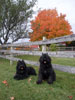 Truffe Noire Bouvier des Flandres