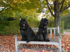 Truffe Noire Bouvier des Flandres